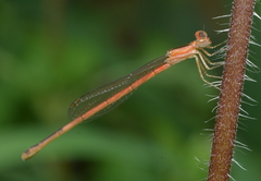 Agriocnemis exsudans
