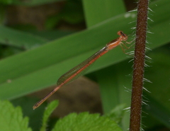 Agriocnemis exsudans