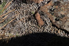 Pronolagus saundersiae