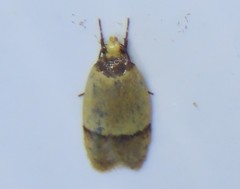 Eulechria hemisphaerica