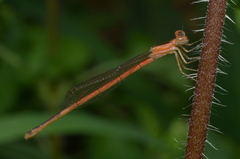 Agriocnemis exsudans