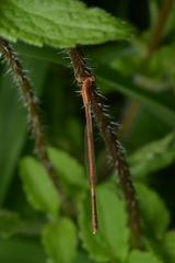 Agriocnemis exsudans