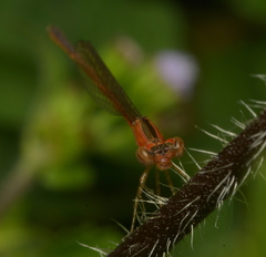 Agriocnemis exsudans