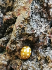 Calvia quindecimguttata