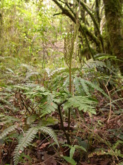 Sceptridium formosanum