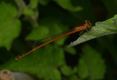 Agriocnemis exsudans