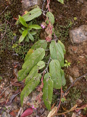 Rubus liui