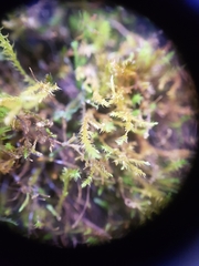 Anomodon longifolius