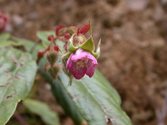 Rubus liui