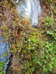 Anomodon longifolius