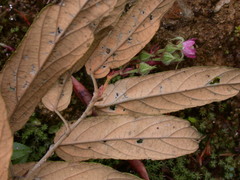Rubus liui