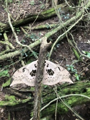 Pseudobunaea tyrrhena