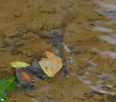 Orthetrum caledonicum