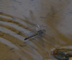 Orthetrum caledonicum