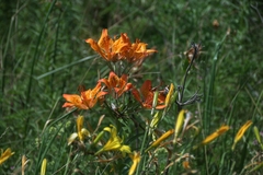 Lilium pensylvanicum