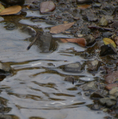 Orthetrum caledonicum