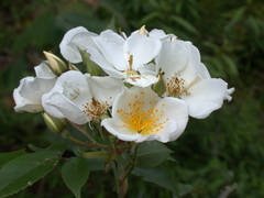 Rosa sambucina