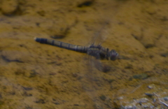 Orthetrum caledonicum