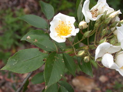 Rosa sambucina