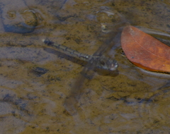 Orthetrum caledonicum