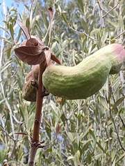 Baizongia pistaciae