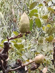 Baizongia pistaciae