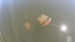 Catostylus