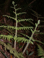 Dryopteris maximowicziana