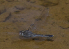 Orthetrum caledonicum