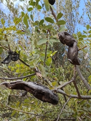 Baizongia pistaciae