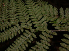 Dryopteris maximowicziana