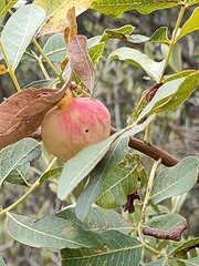 Baizongia pistaciae