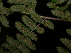 Dryopteris maximowicziana
