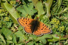 Boloria erubescens