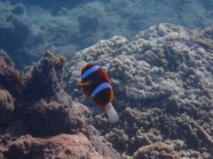 Amphiprion
