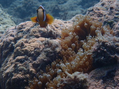 Amphiprion