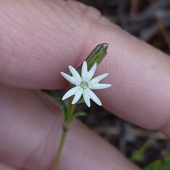 Silene aethiopica