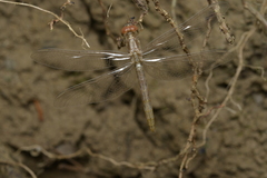 Diplacodes bipunctata