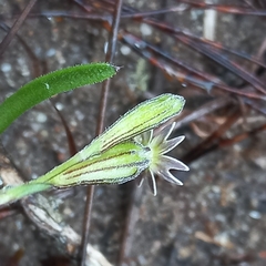 Silene aethiopica