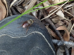 Scaptia abdominalis