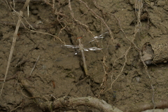 Diplacodes bipunctata