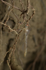 Diplacodes bipunctata