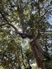 Beilschmiedia miersii