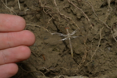 Diplacodes bipunctata