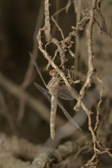Diplacodes bipunctata