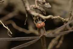 Diplacodes bipunctata