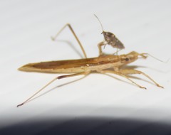 Sastrapada australica