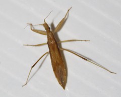 Sastrapada australica