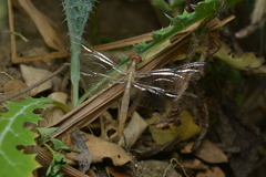 Diplacodes bipunctata