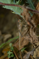 Diplacodes bipunctata